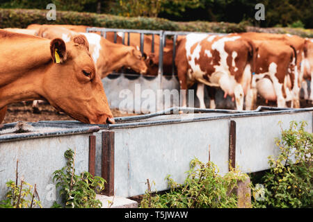 Piebald troupeau de vaches Guernesey rouge et blanc sur un pâturage, manger du métal creux. Banque D'Images