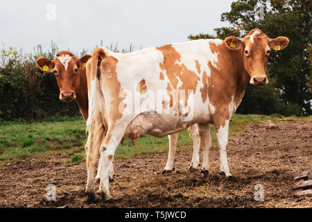 Piebald deux vaches Guernesey rouge et blanc sur un pâturage. Banque D'Images