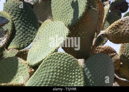 Cactus épineux de pointes et peu de fruits contre le ciel bleu Banque D'Images