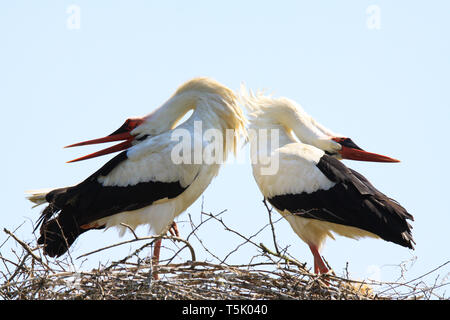 Close up de deux cigognes blanches (Ciconia ciconia) dans un nid sur un arbre sur fond de ciel bleu. Les cigognes se pencher en arrière sur la tête arrière pendant le bec des mains. B Banque D'Images