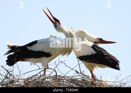 Close up de deux cigognes blanches (Ciconia ciconia) dans un nid sur un arbre sur fond de ciel bleu. Les cigognes se pencher en arrière sur la tête arrière pendant le bec des mains. B Banque D'Images