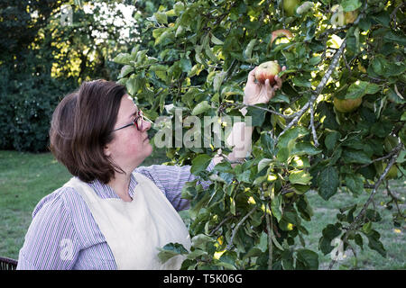 Femme portant un tablier et des lunettes rouge et vert pomme cueillette d'un arbre. Banque D'Images