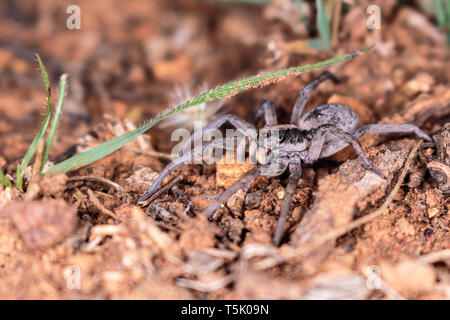 Un Tasmanicosa araignées chassent pour se nourrir sur la réserve de Red Hill, Canberra, Australie en avril 2019 Banque D'Images
