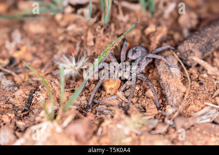 Un Tasmanicosa araignées chassent pour se nourrir sur la réserve de Red Hill, Canberra, Australie en avril 2019 Banque D'Images