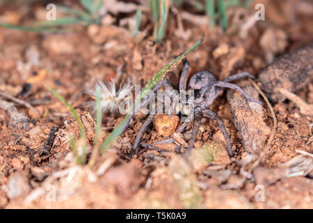 Un Tasmanicosa araignées chassent pour se nourrir sur la réserve de Red Hill, Canberra, Australie en avril 2019 Banque D'Images
