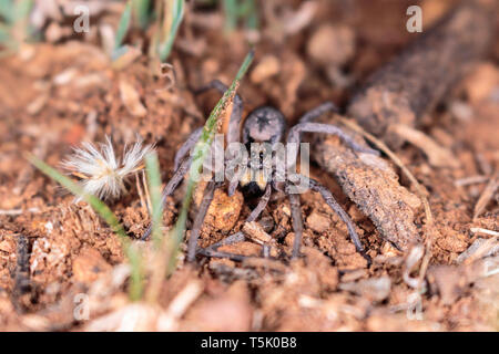 Un Tasmanicosa araignées chassent pour se nourrir sur la réserve de Red Hill, Canberra, Australie en avril 2019 Banque D'Images