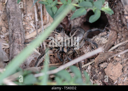 Un Tasmanicosa Wolf Spider dans son trou sur la réserve de Red Hill, Canberra, Australie en avril 2019 Banque D'Images