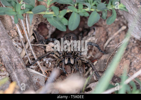 Un Tasmanicosa Wolf Spider dans son trou sur la réserve de Red Hill, Canberra, Australie en avril 2019 Banque D'Images