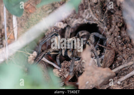Un Tasmanicosa Wolf Spider dans son trou sur la réserve de Red Hill, Canberra, Australie en avril 2019 Banque D'Images