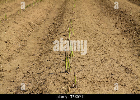Vue sur champ avec asperges vertes fraîches mûres prêtes pour la récolte - Pays-Bas près de Venlo Banque D'Images