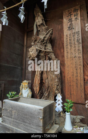 Une partie de l'année mille vieux pin est en cours sur l'affichage et vénéré comme un objet sacré à Maginu culte, Kawasaki, Japon. Banque D'Images