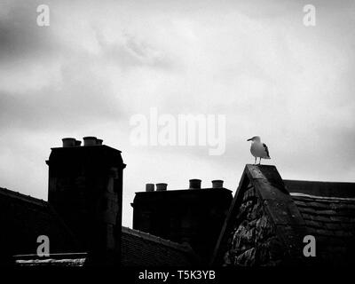 Seagull sur toit, Édimbourg, Écosse. Banque D'Images