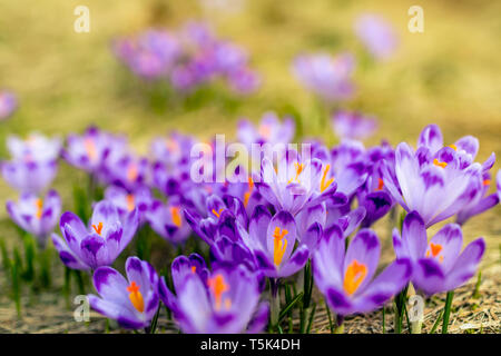 Gros plan sur l'herbe verte de crocus, fleurs paysage. Au début du printemps dans les montagnes à l'arrière-plan flou. Banque D'Images