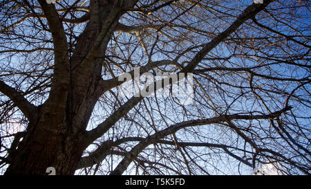 Branches d'arbres sans feuilles en hiver fixées contre un ciel bleu profond. Banque D'Images