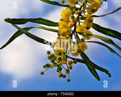 Belle mimosa (Acacia baileyana colorés) branche d'arbre plein de fleurs jaune sur bleu ciel avec quelques nuages de fond. Image printemps dynamique. Banque D'Images