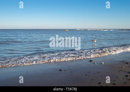 Vol de mouettes au-dessus de l'eau sur la côte du Kent Banque D'Images