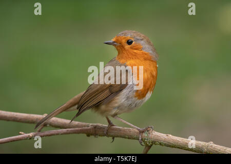 Un portrait d'un Robin perché sur une branche à l'arrière sur son épaule contre un fond vert naturel Banque D'Images