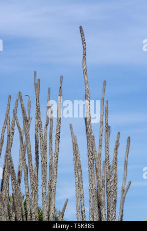 Cactus épineux de pointes et peu de fruits contre le ciel bleu Banque D'Images