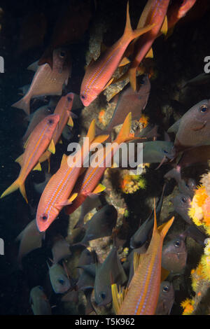 Banc de poissons, les îles Hallaniyat, Oman Banque D'Images