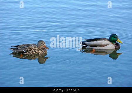 Paire de canards colverts nager dans un étang en été Banque D'Images