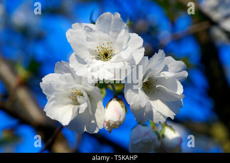 Une grappe de fleurs de cerisier blanc au printemps, Vancouver, British Columbia, Canada Banque D'Images
