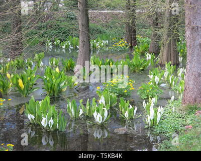 Masse de jaune et blanc lysichiton (lysichiton') croissant dans les marais à Taxodium Utrecht Botanic Garden, Spril 2019 Banque D'Images