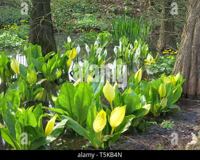 Masse de jaune et blanc lysichiton (lysichiton') croissant dans les marais à Taxodium Utrecht Botanic Garden, Spril 2019 Banque D'Images