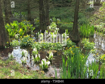 Masse de jaune et blanc lysichiton (lysichiton') croissant dans les marais à Taxodium Utrecht Botanic Garden, Spril 2019 Banque D'Images