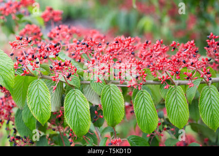 Viburnum plicatum f. tomentosum 'Kilimanjaro Sunrise' des baies en été. Boule japonaise Bush. Banque D'Images