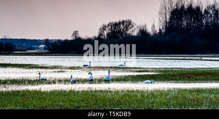 La Vallée de Biebrza (Pologne). Backwaters près de Goniadz ville avec des oiseaux en arrière-plan au crépuscule Banque D'Images