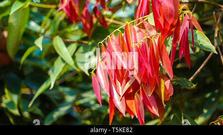 Couleur d'éclairage dans les feuilles des plantes vertes Banque D'Images