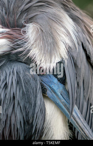 Aigrette tricolore portrait Banque D'Images