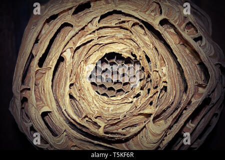 Libre d'hornet nest ( Vespa crabro ) ; Cette guêpe préfère construire le nid dans des endroits sombres Banque D'Images