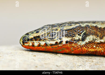 Macro portrait de l'homme lézard des murailles (Podarcis muralis ) Banque D'Images