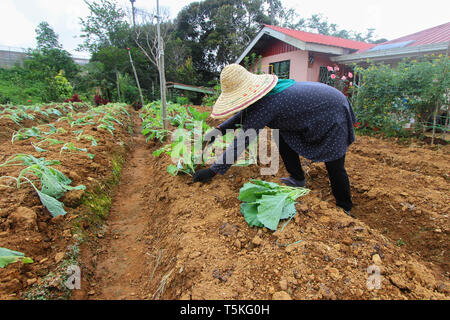 Madame asiatique méconnaissable à légumes plantation d'agriculteurs terres agricoles. Banque D'Images