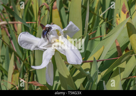 Xylocopa violacea, Violet Carpenter abeille se nourrissant sur Iris albicans fleur Banque D'Images