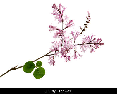 Rose parfumée de fleurs de printemps des feuillus coréen arbustif, Syringa lilas 'Palibin' myeri, isolé sur fond blanc Banque D'Images