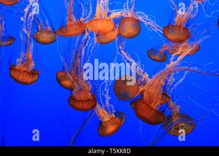 Belle jelly-fish déménagement et danser lentement dans l'aquarium. Fond bleu. Banque D'Images