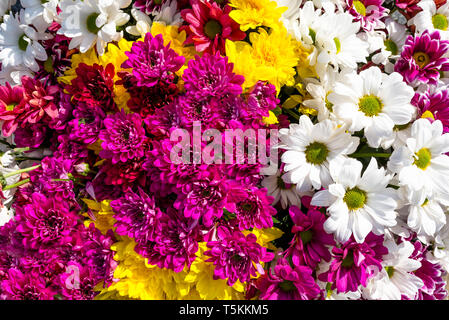 A l'arrière-plan de belles fleurs colorées, de chrysanthèmes et Margaret. Banque D'Images