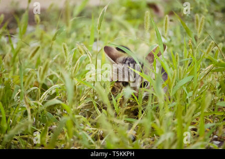 Petit Chaton Brown Tabby à se cacher dans l'herbe Banque D'Images