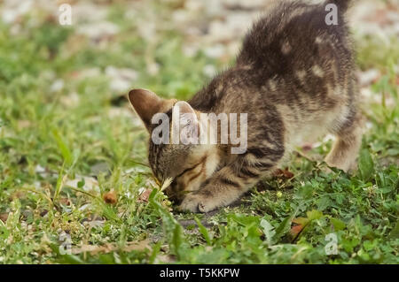 Jolies Jeunes Tabby Kitten creuser ou éraflures sur le terrain Banque D'Images