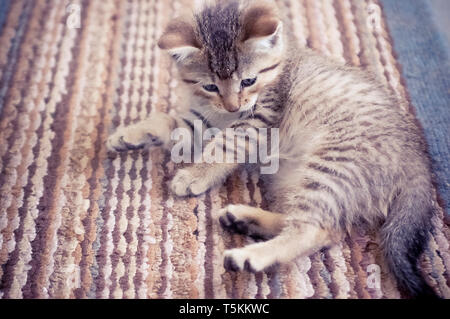 Cute Tabby Kitten Playing sur tapis à rayures Banque D'Images