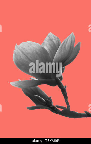 Fleur de magnolia noir et blanc très tendance de fond corail contre. Couleur de l'année 2019. Banque D'Images