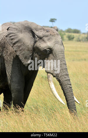 Loxodonta africana, Buschelefant Steppenelefant Afrikanischer, Afrikanischer Elefant, Afrikanischer, afrikai elefánt elephant de savane africaine, Banque D'Images