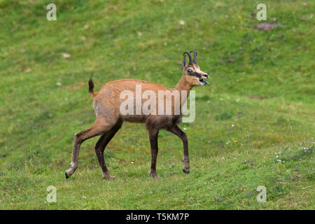 Chamois (Rupicapra rupicapra) mâle appelant en été sur prairie de montagne / pâturage d'altitude dans les Alpes européennes Banque D'Images