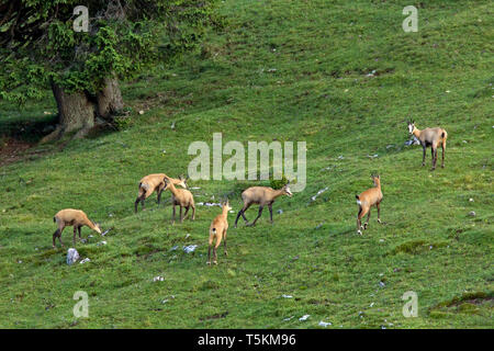 Chamois (Rupicapra rupicapra) alimentation du troupeau sur mountain meadow / pâturage en été dans les Alpes européennes Banque D'Images