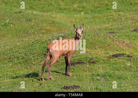 Chamois (Rupicapra rupicapra) young / kid en été sur prairie de montagne / pâturage d'altitude dans les Alpes européennes Banque D'Images