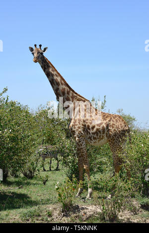 Le Masai giraffe. Girafe masaï, Massai-Giraffe, Giraffa camelopardalis tippelskirchi, maszáj zsiráf Banque D'Images