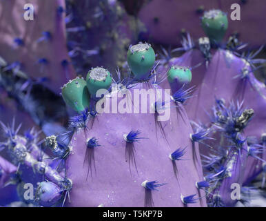 Cactus épineux de pointes et peu de fruits contre le ciel bleu Banque D'Images