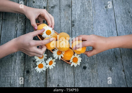 Les abricots mûrs se trouvent sur un fond de bois. Abricot fille prend d'un ami. Les enfants partagent la récolte d'abricots. Copier l'espace. Banque D'Images